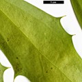 SpeciesSub: 'Emei Shan' (M.gracilipes × M.nitens)